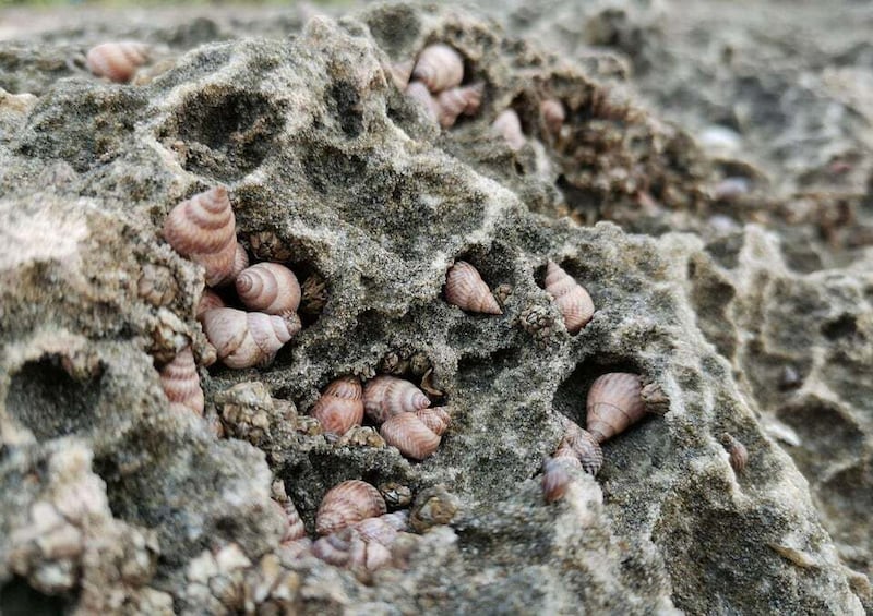 A rocky surface with numerous seashells embedded in it. 5