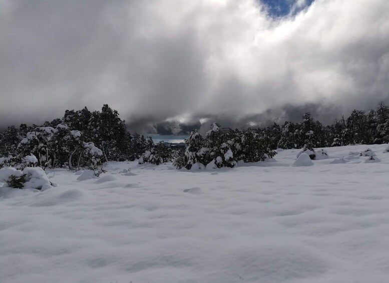 A snowy landscape with dense trees and a cloudy sky. 1