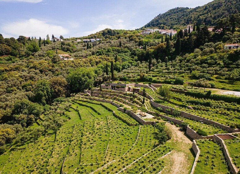 Terraced vineyards, stone walls, and scattered houses on a hillside. 1