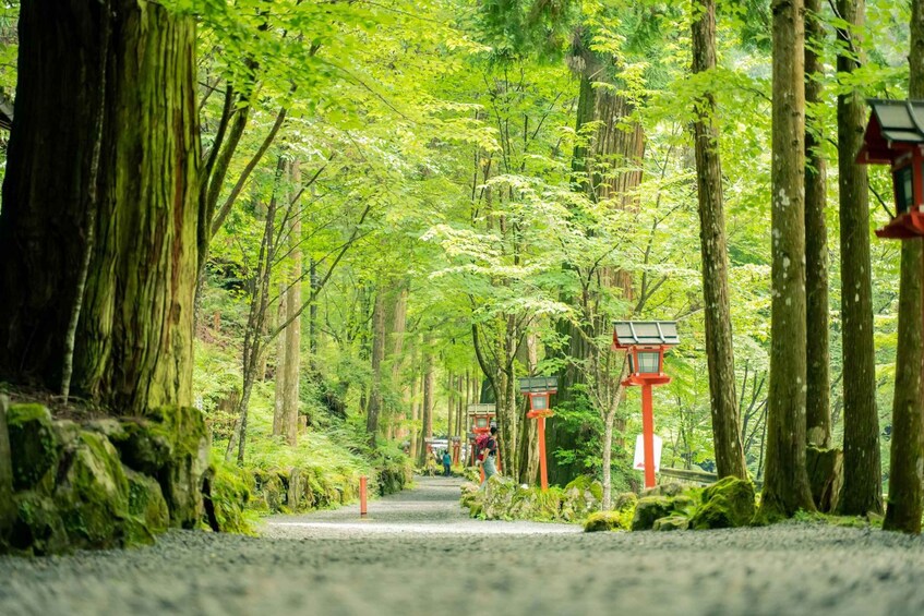 A forest path with red torii gates and lush greenery. 5