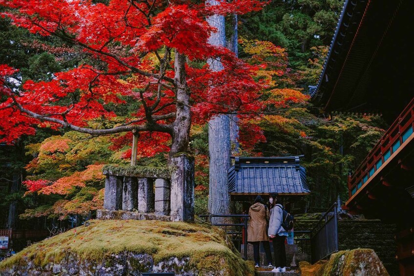 A traditional Japanese temple with red maple trees in autumn, stone lanterns, and a wooden structure with a tiled roof. 2