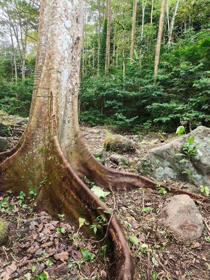 A large tree with exposed roots in a forest. 2