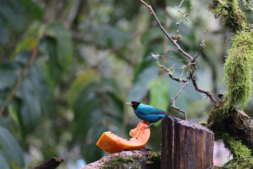 A bird perched on a branch next to a half-eaten papaya. 2