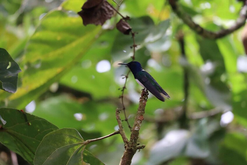 A bird perched on a branch amidst green foliage. 4