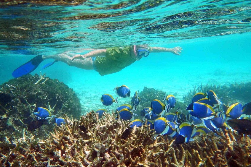 A person swimming underwater with a group of blue and yellow fish. 1