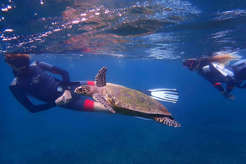 Two divers swimming with a sea turtle. 2