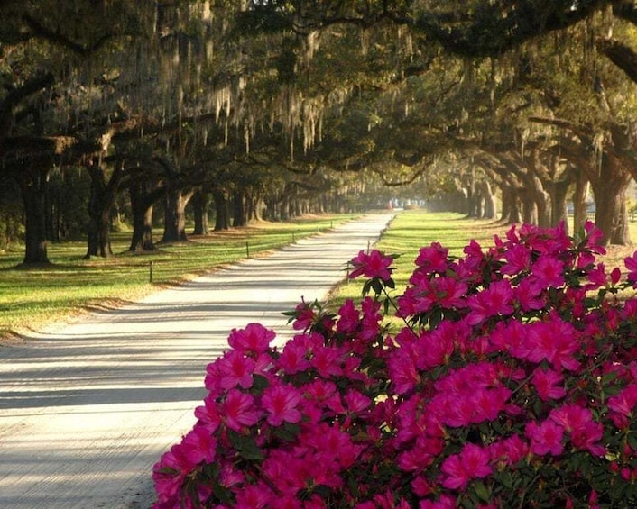 A tree-lined pathway with azaleas in the foreground. 3