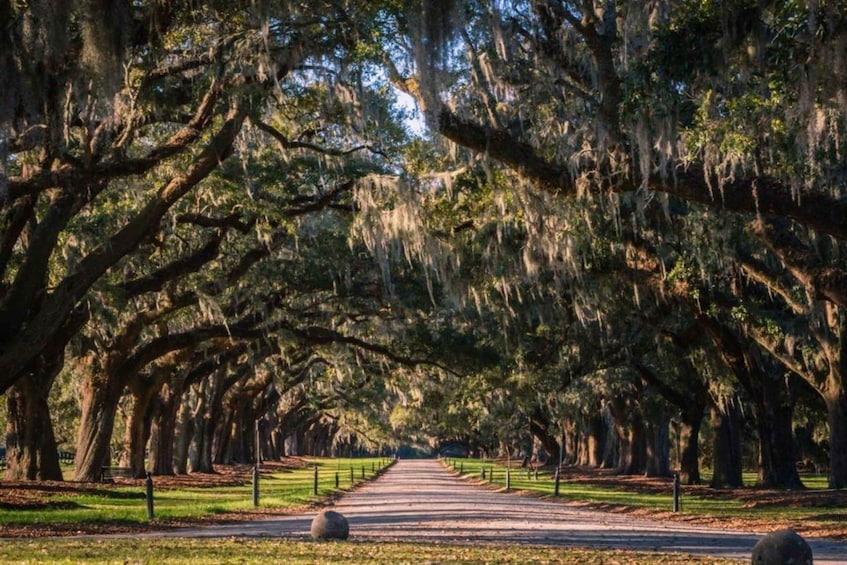 A tree-lined pathway with large trees bearing Spanish moss. 1