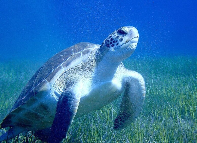A sea turtle swimming underwater with grass on the ocean floor. 1