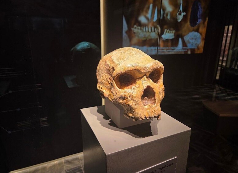 A skull on display in a museum. 1