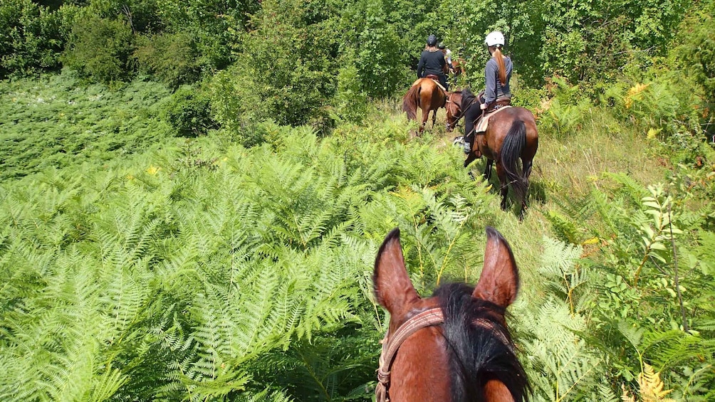 Two people horseback riding through a dense, green forest. 3