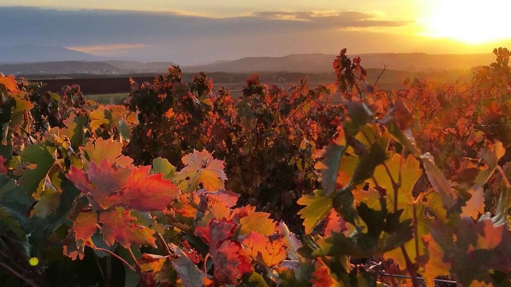 A field of autumn foliage with a sunset in the background. 2