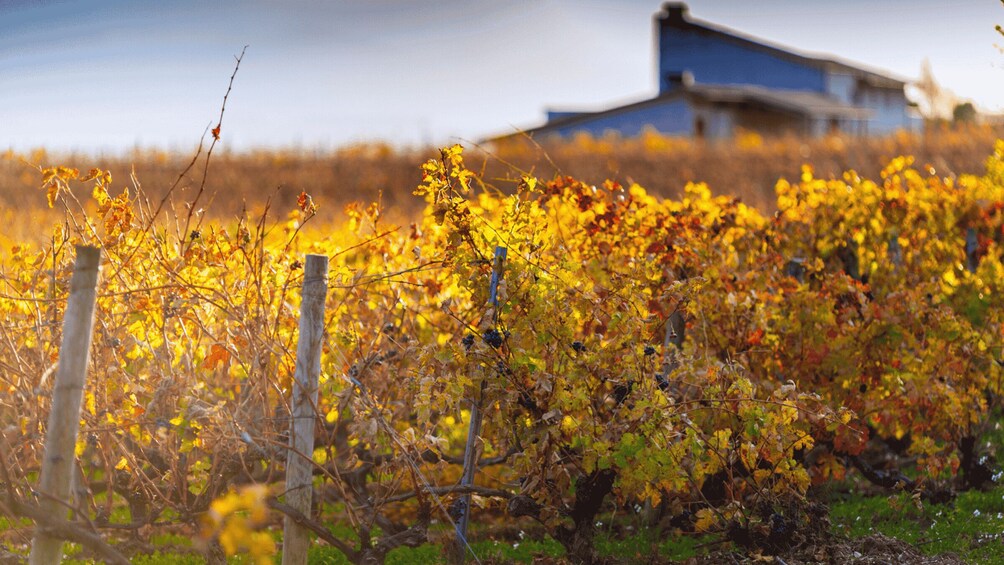 A vineyard with grapevines and a house in the background. 3