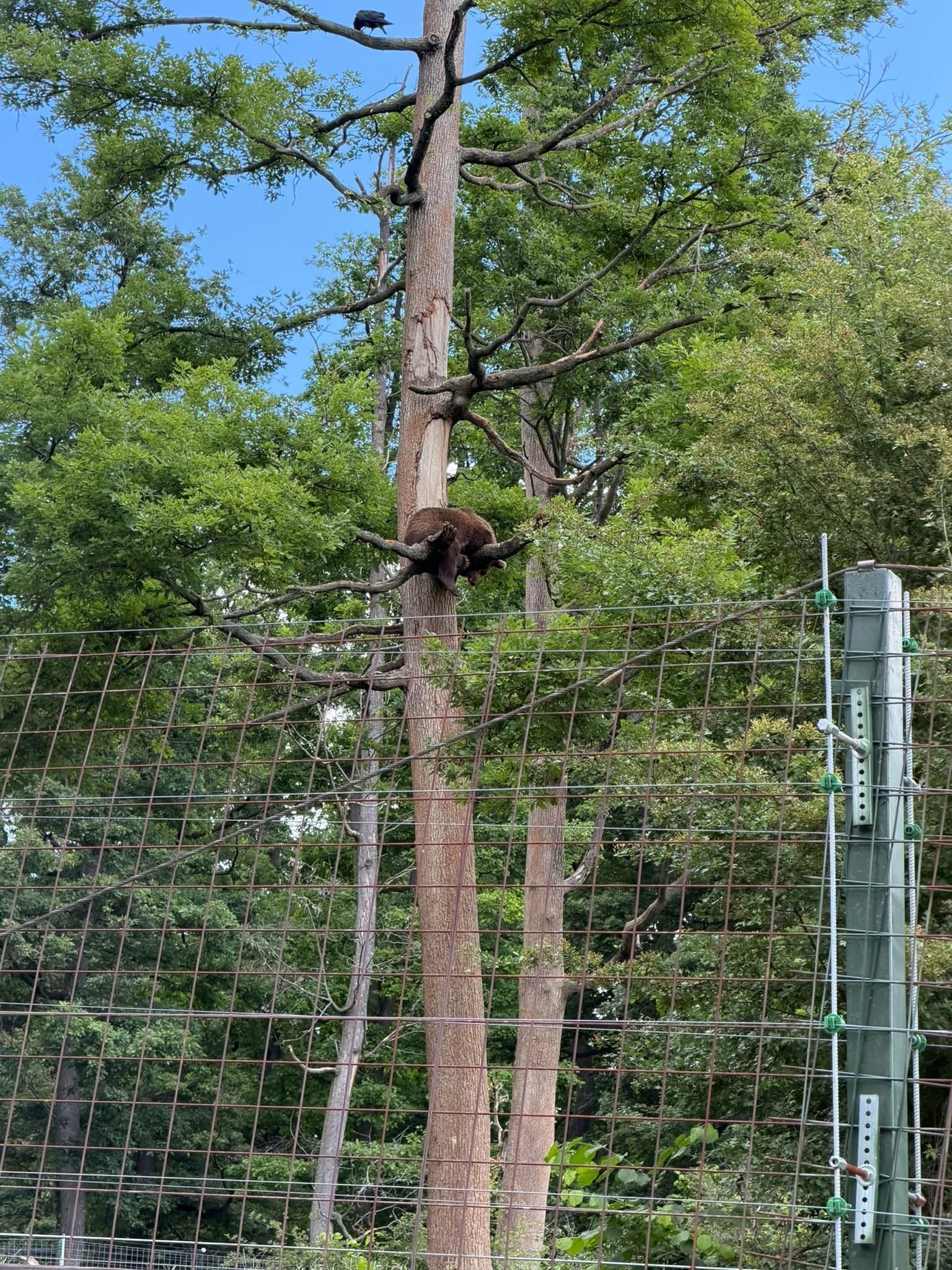 Picture 7 for Activity Brasov: Bear Sanctuary with Guaranteed Entry & Transfer 5