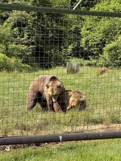 Picture 9 for Activity Brasov: Bear Sanctuary with Guaranteed Entry & Transfer 3
