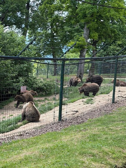 Picture 8 for Activity Brasov: Bear Sanctuary with Guaranteed Entry & Transfer 2