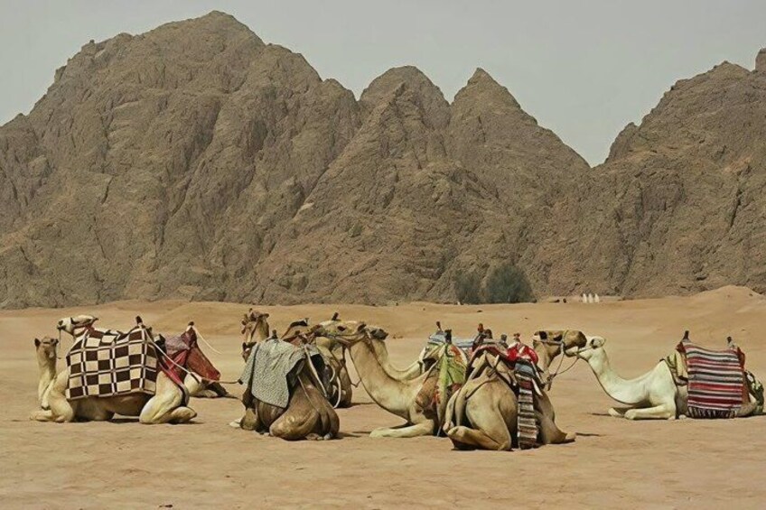 Camellos descansando en un desierto con montañas rocosas al fondo. 4