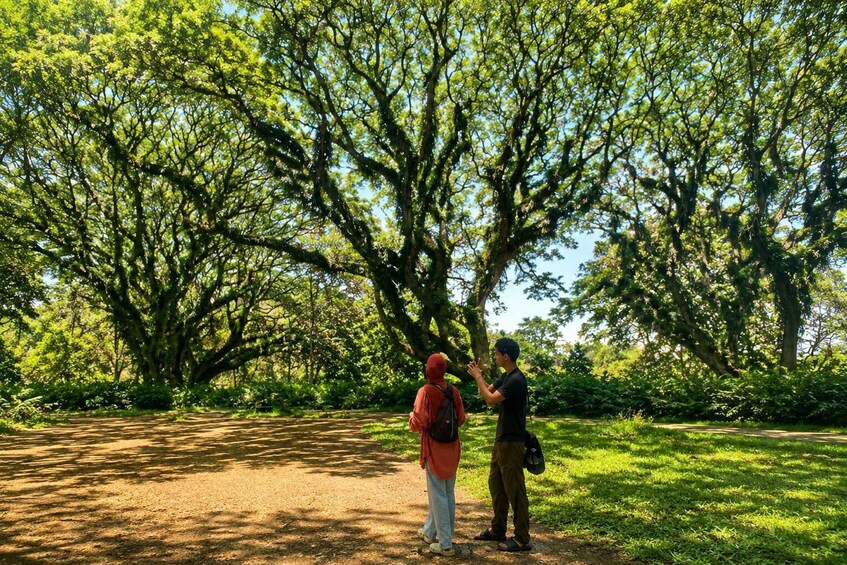 Two people standing on a dirt path in a park with large trees. 5