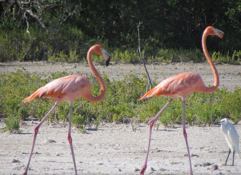 Two flamingos walking on a sandy beach with sparse vegetation and a single white bird in the background. 1