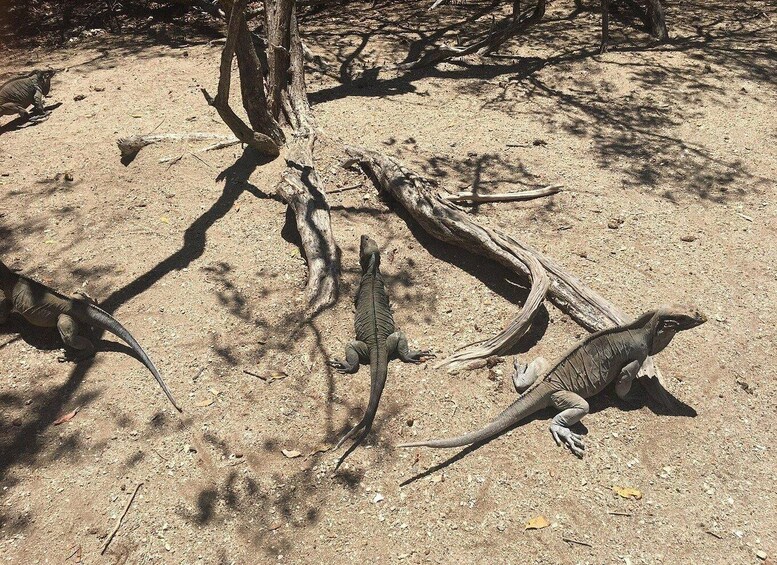 A group of lizards on a dry, sandy ground with sparse vegetation and a fallen tree. 2