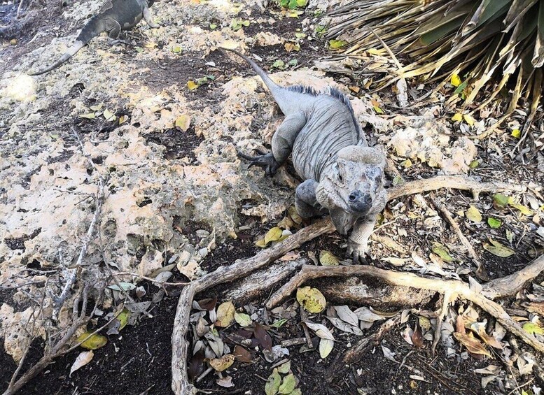 A large iguana on a rocky, leaf-strewn ground with sparse vegetation. 4