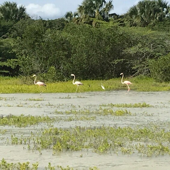 A group of flamingos walking across a wetland area with dense greenery in the background. 5
