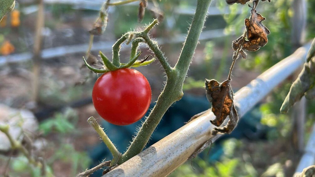 A tomato plant with a ripe red tomato and dried leaves. 1