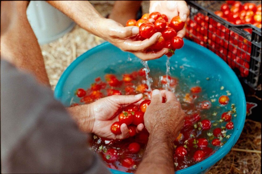 Hands washing tomatoes in a blue bowl. 3