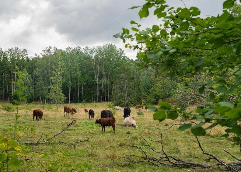 A herd of cattle grazing in a field with a forest in the background. 3
