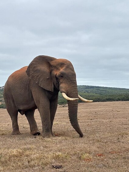 An elephant in a dry grassland with hills in the background. 2