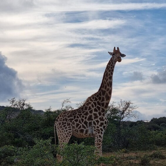 A giraffe standing in a natural landscape with trees and a cloudy sky. 5