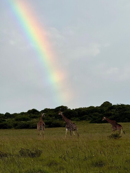Three giraffes in a grassy field with a rainbow in the sky. 4