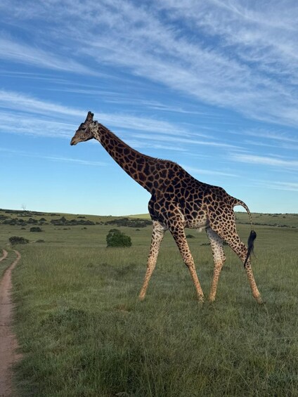 A giraffe walking on a dirt path in a grassy field with a clear sky. 1