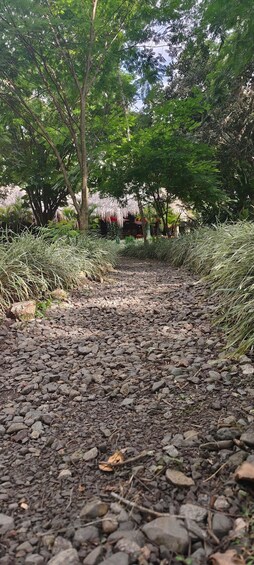 A gravel path surrounded by trees and vegetation. 2