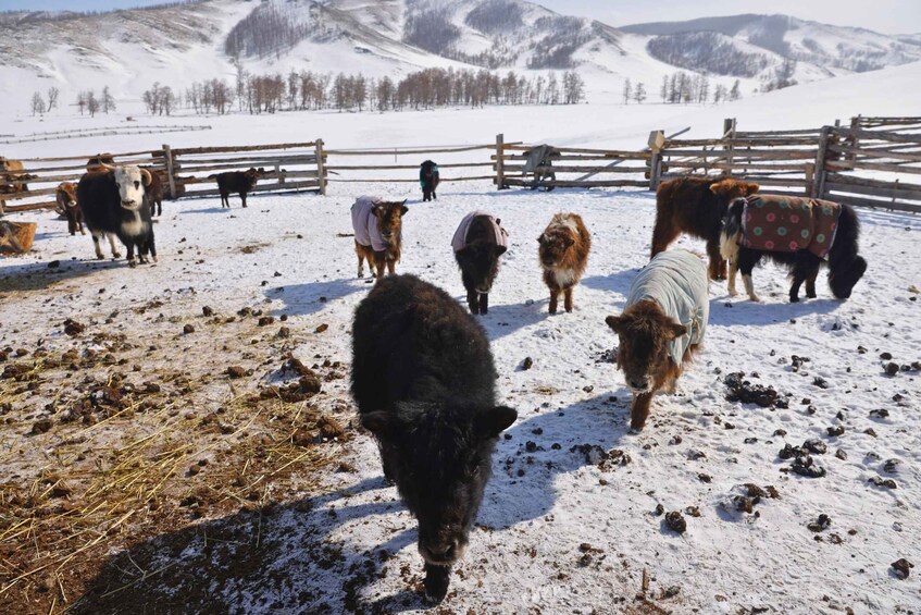 A snowy farm with cows and a wooden fence. 2