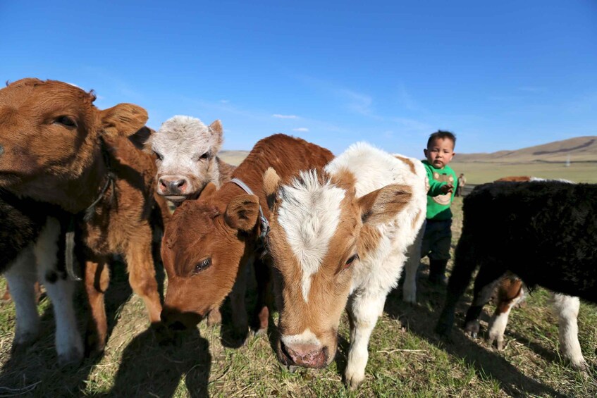 A group of cows in a grassy field with a clear blue sky. 1