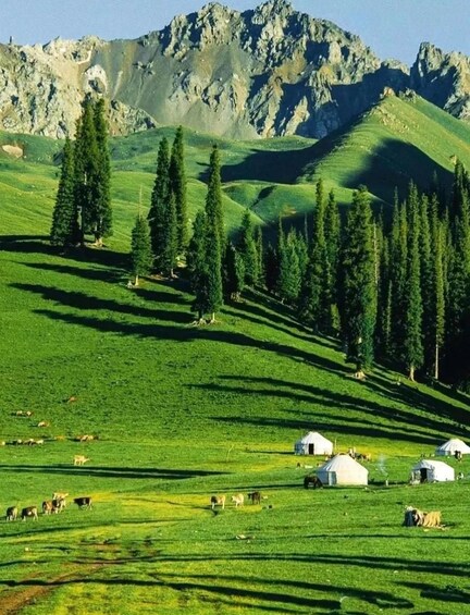 A green valley with yurts and grazing animals. 4