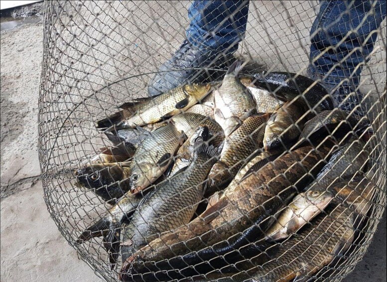 A wire basket filled with various fish. 3