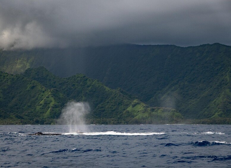 A whale breaching the ocean surface with a mountainous coastline in the background. 2