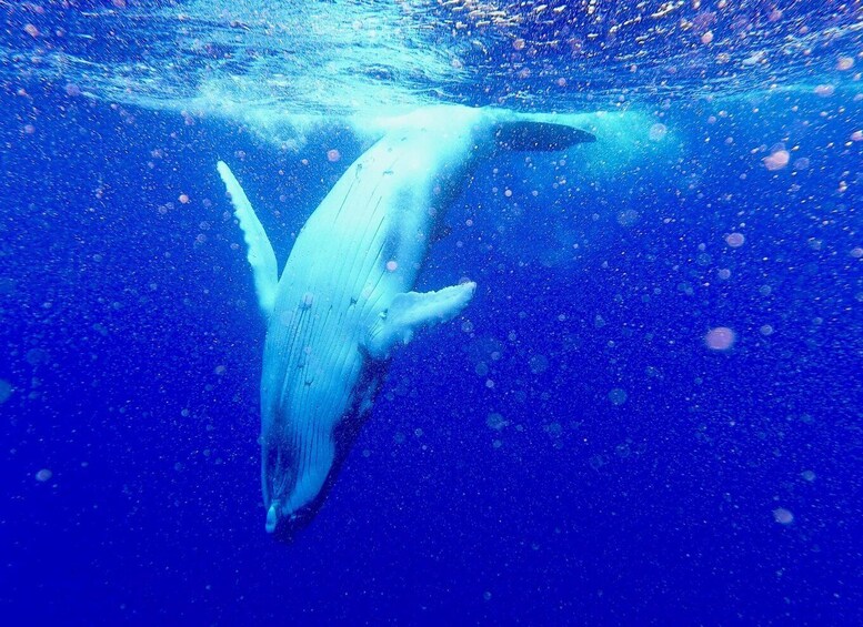 A whale swimming underwater. 1