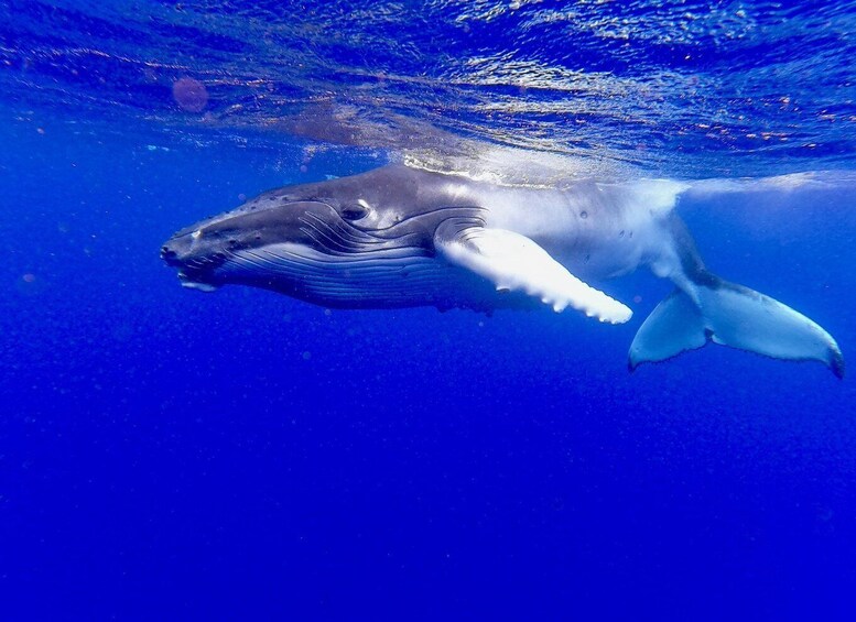 A whale swimming underwater. 3