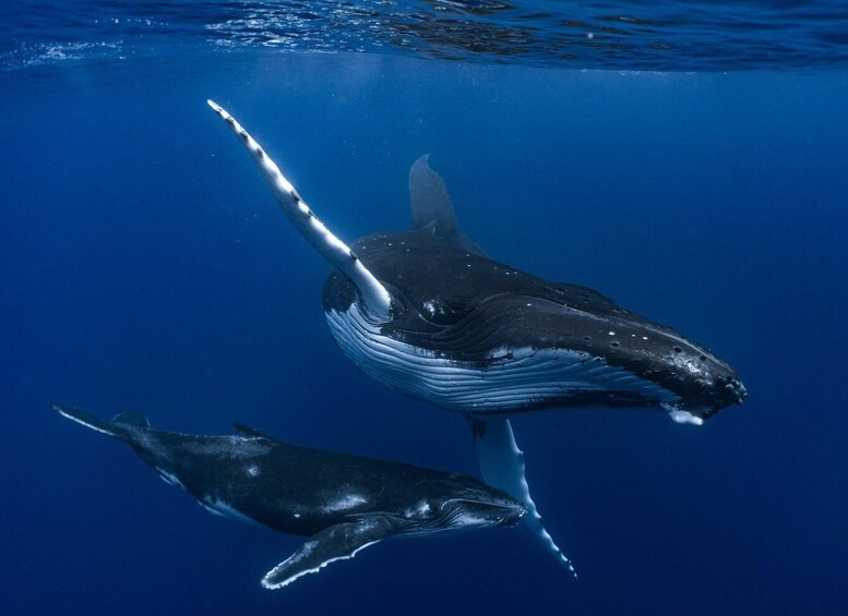 A large whale with a prominent dorsal fin and a smaller whale swimming in the ocean. 5