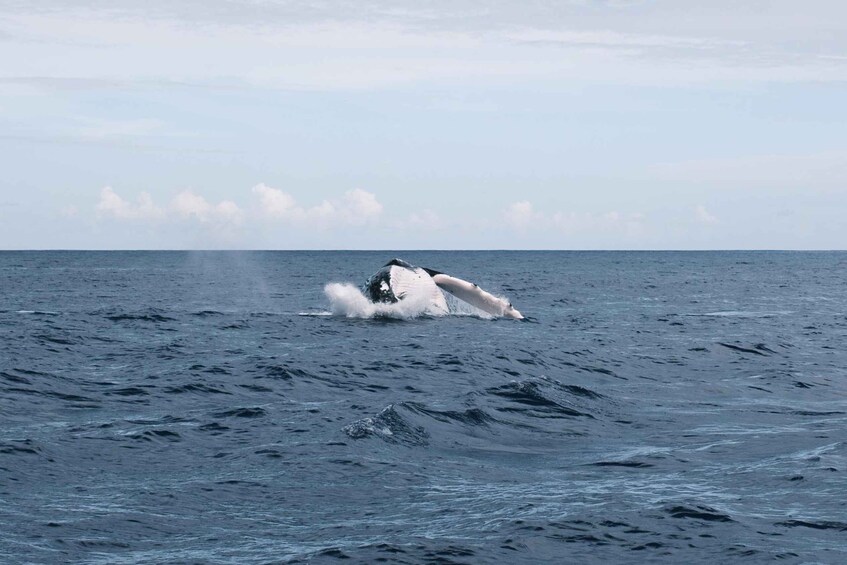 A whale breaching the ocean surface. 4