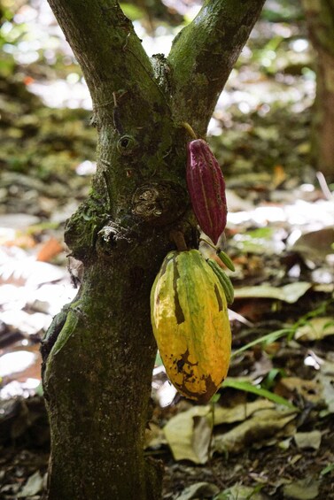 A tree with a green trunk and two hanging pods, one yellow and one red. 4