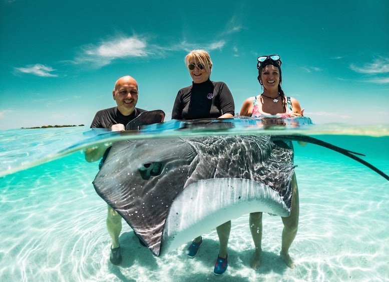 Three people standing in shallow water with a large stingray. 1