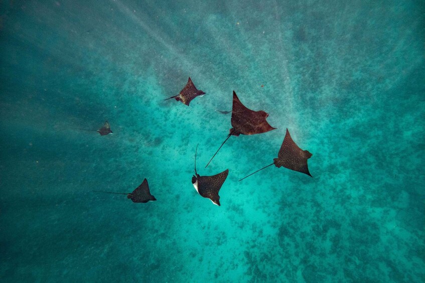 A group of stingrays swimming in clear turquoise water. 3
