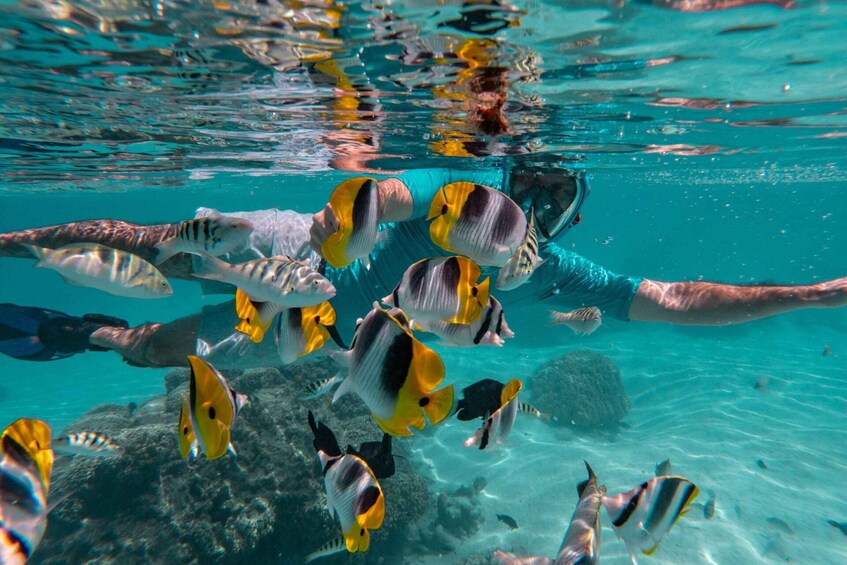 A diver swimming among tropical fish in clear blue water. 2
