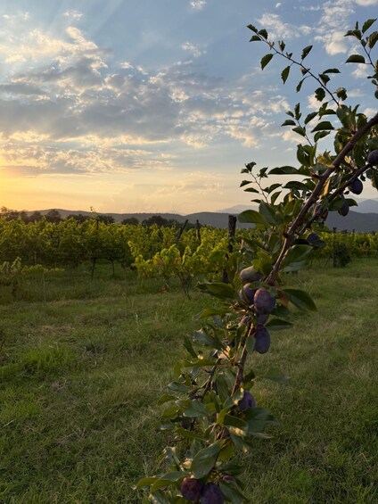 Picture 8 for Activity Lagodekhi: Bio-Certified Winery Tour & Organic Wine Tasting 3