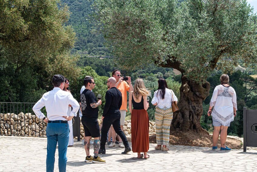 A group of people standing outdoors, some taking photos, with olive trees and a stone wall in the background. 2