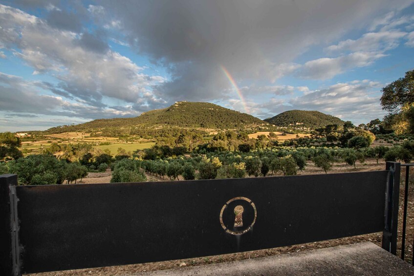 A landscape with a rainbow, olive groves, and rolling hills. 3